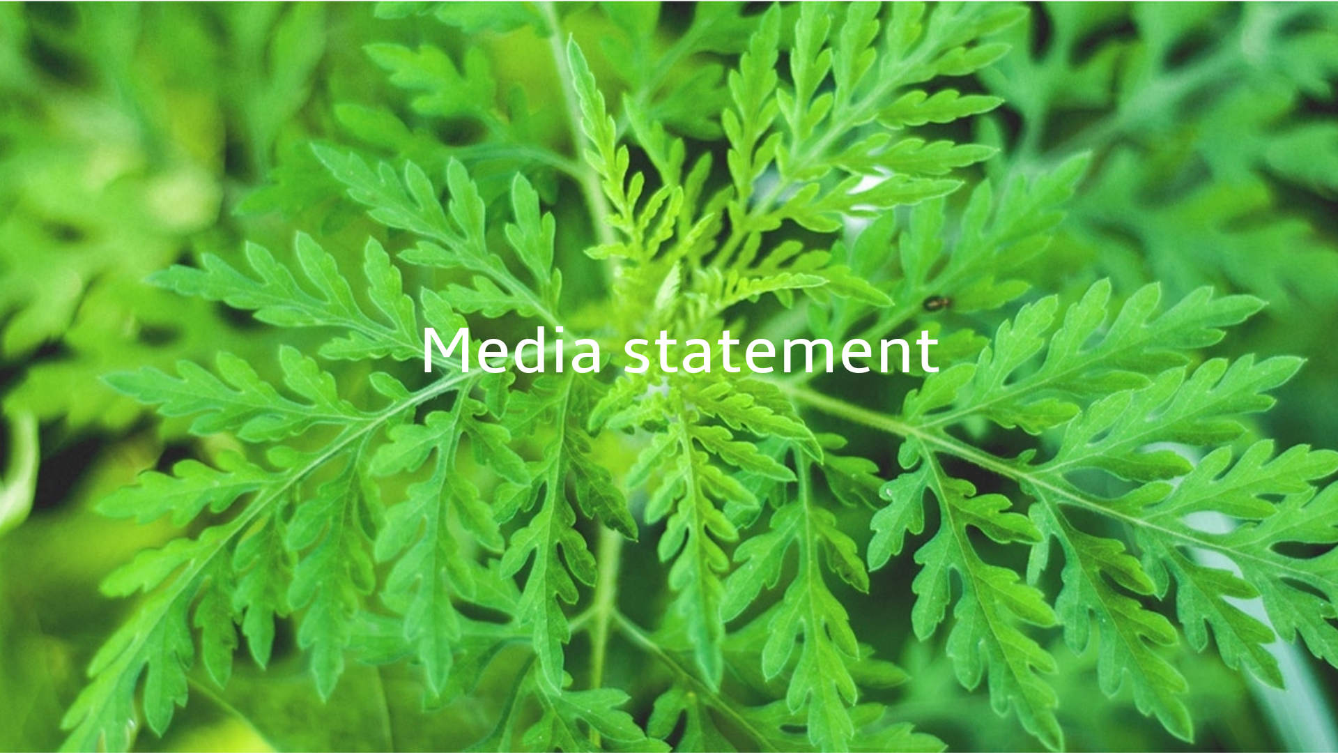 No new Artemisia annua adverse reactions advised in past seven months